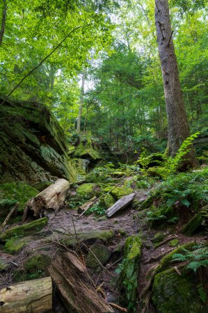 Téléchargez les photos : Mossy hill on the Ledges Hiking Trail in Cuyahoga Valley National Park . Photo de haute qualité - en image libre de droit