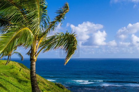 Téléchargez les photos : Beautiful scene of the ocean framed by a palm tree and the side of a hill. High quality photo - en image libre de droit