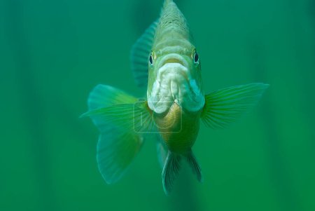 Photo for Frontal close-up view of a hovering inquisitive bluegill with fins outward. High quality photo - Royalty Free Image