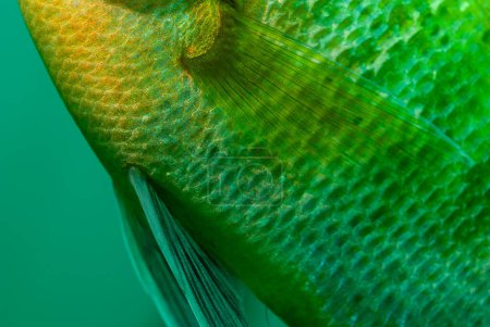 Photo for Extreme close-up of the side of a bluegill scales and fins. High quality photo - Royalty Free Image
