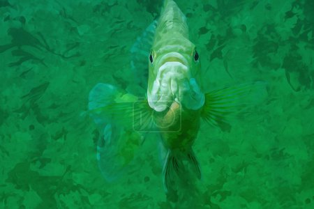 Photo for Digitally created watercolor painting of a hovering inquisitive bluegill with fins outward looking a the viewer. High quality illustration - Royalty Free Image