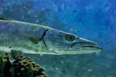 Foto de Digitally created watercolor painting of a large Great Barracuda hunting over the coral reef in the Cayman Islands. High quality illustration - Imagen libre de derechos