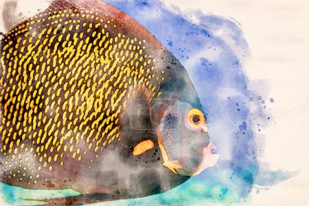 Foto de Pintura de acuarela creada digitalmente de un pez ángel francés adulto Pomacanthus paru en un océano azul. ilustración de alta calidad - Imagen libre de derechos