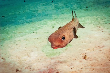 Foto de Pintura de acuarela creada digitalmente de un lindo pez cerdo Spot-fin Diodon hystrix nadando sobre el arrecife de coral. ilustración de alta calidad - Imagen libre de derechos