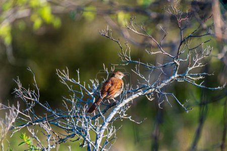 Photo for Brown thrasher Toxostoma rufum perched enjoying the evening sun. High quality photo - Royalty Free Image