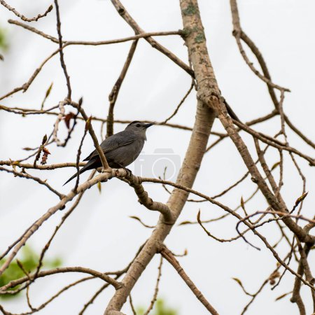 Photo for Grey Catbird Dumetella carolinensis resting in the bushes. High quality photo - Royalty Free Image
