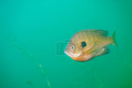 Photo for Dollar Sunfish in its natural environment in an inland lake. High quality photo - Royalty Free Image