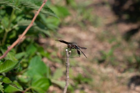 Foto de Una cola blanca común juvenil del maile Dragonfly Plathemis lydia encaramada en una rama. Foto de alta calidad - Imagen libre de derechos