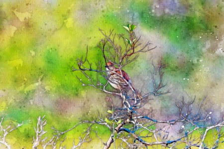 Photo for Digitally created watercolor painting of a Brown thrasher Toxostoma rufum perched enjoying the evening sun. High quality illustration - Royalty Free Image