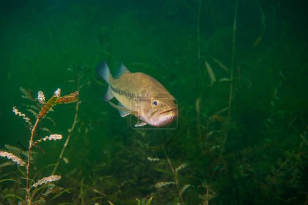 Téléchargez les photos : Achigan à grande bouche nager à travers les mauvaises herbes dans un lac intérieur du Michigan. Micropterus salmoides. Photo de haute qualité - en image libre de droit