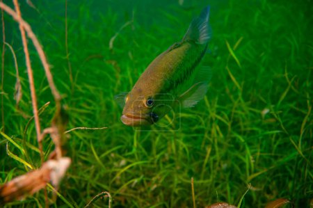 Foto de Lobina nadando a través de las malas hierbas en un lago interior de Michigan. Micropterus salmoides. Foto de alta calidad - Imagen libre de derechos