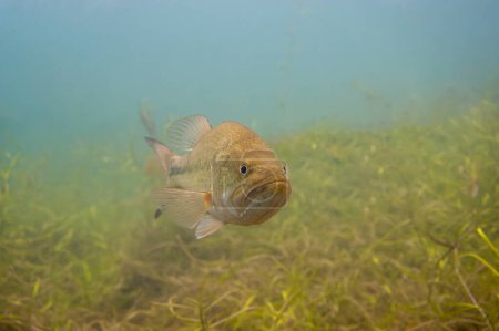 Téléchargez les photos : Front d'un achigan à grande bouche nager à travers les mauvaises herbes dans un lac intérieur du Michigan. Micropterus salmoides. Photo de haute qualité - en image libre de droit