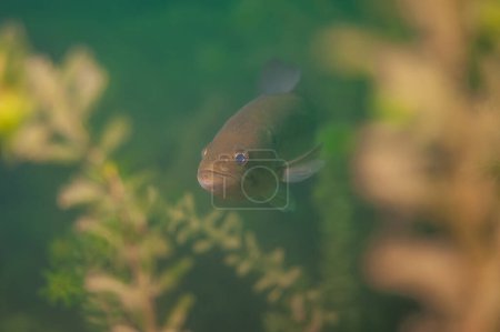 Foto de Lobina nadando a través de las malas hierbas en un lago interior de Michigan. Micropterus salmoides. Foto de alta calidad - Imagen libre de derechos
