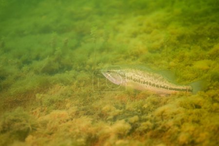 Foto de Lobina Micropterus salmoides descansando durmiendo en un lago de agua dulce. Foto de alta calidad - Imagen libre de derechos