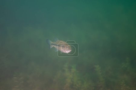 Foto de Lobina nadando en un lago interior de Michigan. Foto de alta calidad - Imagen libre de derechos