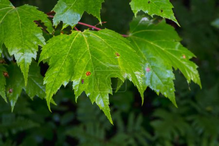 Close-Up of Green Maple Leaves acer rubrum. High quality photo
