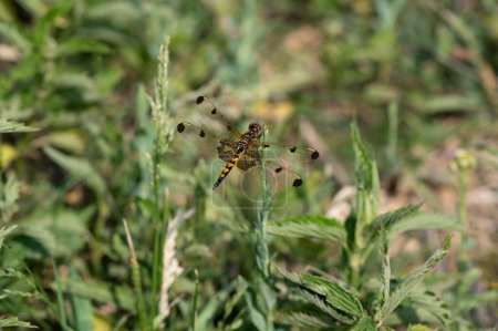 Dragonfly Libellula pulchella Resting on Grass with Copy-Space. High quality photo