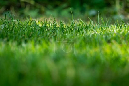Téléchargez les photos : Nicely cut grass in the garden - en image libre de droit