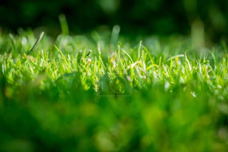 Photo for Nicely cut grass in the garden - Royalty Free Image