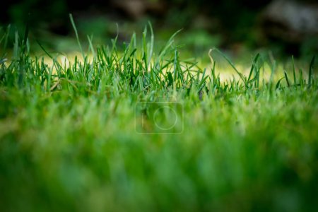 Foto de Nicely cut grass in the garden - Imagen libre de derechos