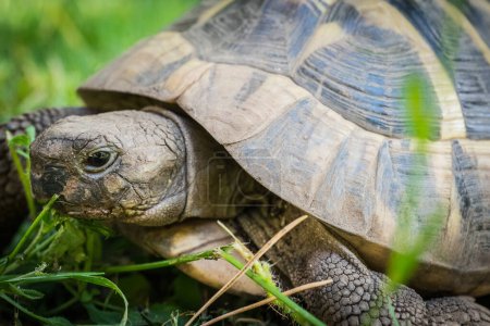 Téléchargez les photos : Eastern Hermann's tortoise, European terrestrial turtle, Testudo hermanni boettgeri, turtle on the lawn in nature - en image libre de droit