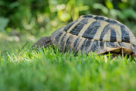 Photo for Eastern Hermann's tortoise, European terrestrial turtle, Testudo hermanni boettgeri, turtle on the lawn in nature - Royalty Free Image