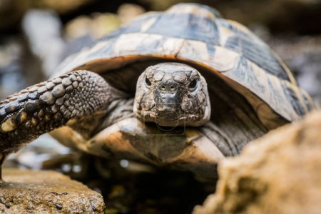 Foto de Eastern Hermann's tortoise, European terrestrial turtle, Testudo hermanni boettgeri, turtle on the lawn in nature - Imagen libre de derechos