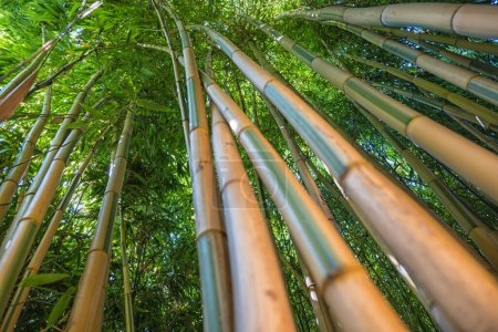 Foto de Bambúes en un bosque de bambú - Imagen libre de derechos