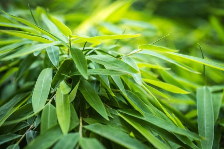 Photo for Bamboos in a bamboo forest - Royalty Free Image