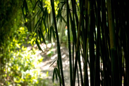 Téléchargez les photos : Bambous dans une forêt de bambous - en image libre de droit