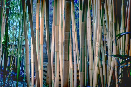 Photo for Bamboos in a bamboo forest - Royalty Free Image