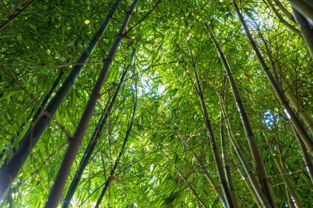 Foto de Bamboos in a bamboo forest - Imagen libre de derechos