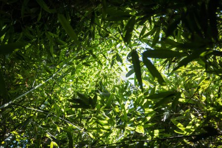 Foto de Bambúes en un bosque de bambú - Imagen libre de derechos
