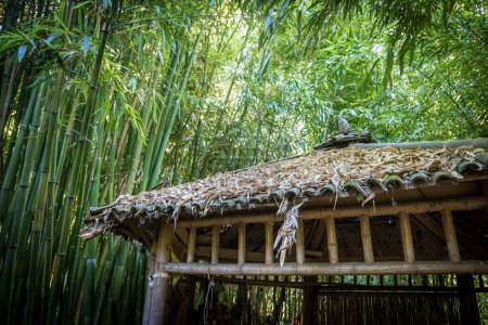 Photo for Tea gazebo made of bamboos in a bamboo forest - Royalty Free Image