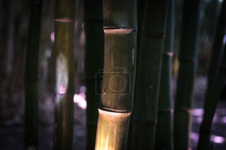 Foto de Bamboos in a bamboo forest - Imagen libre de derechos