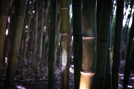 Téléchargez les photos : Bambous dans une forêt de bambous - en image libre de droit