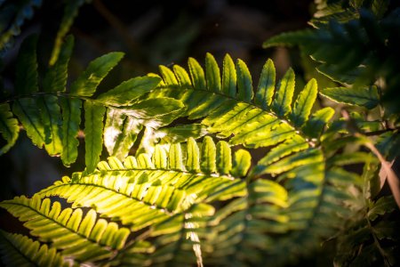 Téléchargez les photos : Fougères dans le sous-bois d'une belle forêt de bambous - en image libre de droit