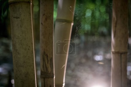 Téléchargez les photos : Bamboos in a bamboo forest - en image libre de droit
