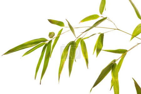 Photo for Bamboo branch on white background - Royalty Free Image