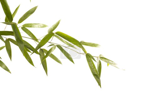 Téléchargez les photos : Branche de bambou sur fond blanc - en image libre de droit