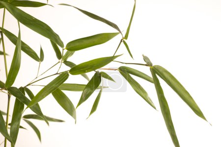 Photo for Bamboo branch on white background - Royalty Free Image