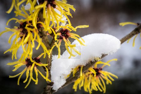 Foto de Hamamelis intermedia, un arbusto con flores de invierno - Imagen libre de derechos