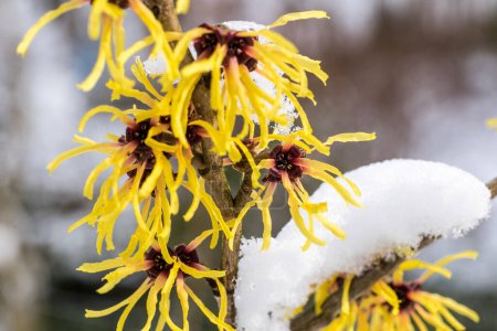 Photo for Hamamelis intermedia, a winter flowering shrub - Royalty Free Image