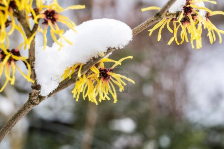 Téléchargez les photos : Hamamelis intermedia, un arbuste à fleurs d'hiver - en image libre de droit