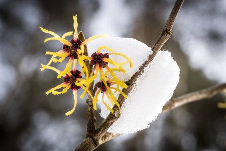 Téléchargez les photos : Hamamelis intermedia, un arbuste à fleurs d'hiver - en image libre de droit