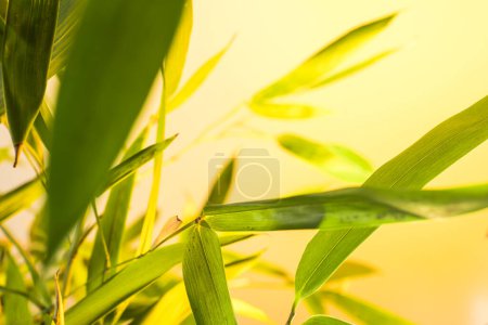 Photo for Bamboo leaves and branches at sunrise - Royalty Free Image