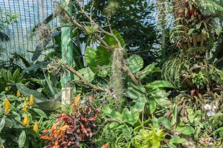 Téléchargez les photos : Serre Fata Morgana dans la région de Lednicko Valtick en Moravie, plantes tropicales - en image libre de droit