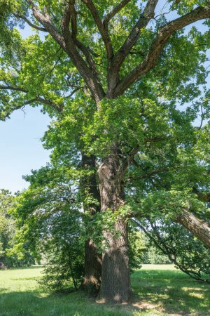 Foto de Roble de verano, Quercus robur, en el parque forestal de Moravia junto al lago - Imagen libre de derechos