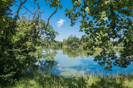 Téléchargez les photos : Chêne d'été, Quercus robur, dans le parc forestier de Moravie au bord du lac - en image libre de droit