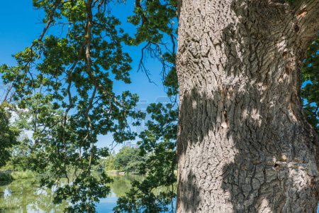 Téléchargez les photos : Chêne d'été, Quercus robur, dans le parc forestier de Moravie au bord du lac - en image libre de droit